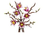 11510 Branches de magnolia ® Botanicals