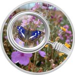 Pièce de monnaie en Argent 500 Francs g 17.50 Millésime 2024 Butterflies APATURA IRIS