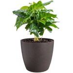 3 pots de fleur ronds The Coffee Collection Ø 14 x 12 6 cm  Ø 16 x 14 7 cm  Ø 18 x 16 8 cm - Marron