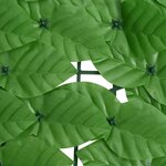vidaXL Écran de balcon avec feuilles vert 600x150 cm