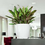 LECHUZA Jardinière CLASSICO LS 43 ALL-IN-ONE blanc brillant 16080