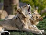 SMARTBOX - Coffret Cadeau ZooParc de Beauval 2027 : entrées 2 adulte et 1 enfant (1 journée) -  Multi-thèmes
