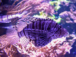 SMARTBOX - Coffret Cadeau À la découverte des secrets de l’océan : 1 entrée adulte coupe-file à l’aquarium Nausicaá en basse saison -  Sport & Aventure