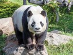 SMARTBOX - Coffret Cadeau Séjour au ZooParc de Beauval 2026: entrées 2 adulte (2 journées) et 1 nuit à proximité -  Multi-thèmes