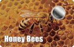 Pièce de monnaie en Platine 12 Dollars g 0.031 (1/1000 oz) Millésime 2026 HONEY BEES 1/1000 (PRÉCOMMANDE)