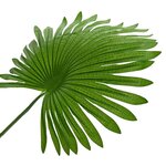vidaXL Palmier Artificiel avec Feuilles en Éventail Vert