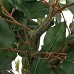 vidaXL Ficus artificiel 480 feuilles 130 cm vert