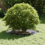 vidaXL adapté pour anneau d'arbre plat Anthracite Ø30 / 60 cm Acier