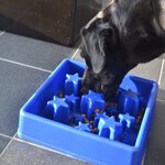 EAT SLOW LIVE LONGER Mangeoire lente Star Bleu L