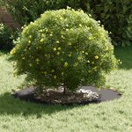 vidaXL adapté pour anneau d'arbre plat Noir Ø40 / 70 cm Acier