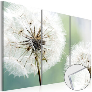 Tableau sur verre acrylique - fluffy dandelions [glass] l x h en cm 120x80