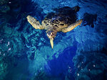 SMARTBOX - Coffret Cadeau Visite de l’Aquarium Sea Life de Val d’Europe -  Sport & Aventure