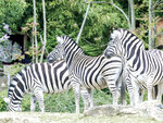 SMARTBOX - Coffret Cadeau Sortie en famille au Parc Zoologique d'Amnéville -  Sport & Aventure