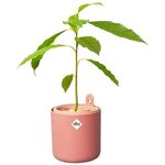 Pot de fleurs Rond AMAZING AVOCADO - Plastique - Ø 16 - Terra Caramel