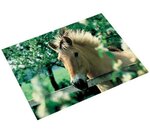 Sous mains Poster 400 x 530 mm Cheval devant la cloture LÄUFER