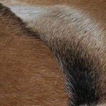 vidaXL Banc cuir de chèvre Teck