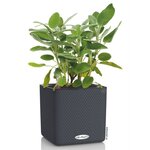 Lechuza jardinière de table cube color 16 all-in-one anthracite