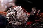 Pièce de monnaie en Argent 2000 Francs g 62.2 (2 oz) Millésime 2025 SHRIKE LORD OF PAIN