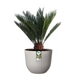 Fuente Grains Rond 38 gris granité