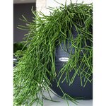 LECHUZA Jardinière PURO Color 50 ALL-IN-ONE diamètre 50 cm ardoise