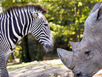 SMARTBOX - Coffret Cadeau Séjour en famille au ZooParc de Beauval 2026: entrées 2 adulte et 1 enfant (2 journées) et 1 nuit à proximité -  Multi-thèmes