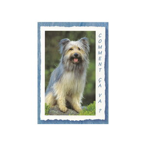 Carte message - chien  "comment ca va  "