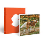 SMARTBOX - Coffret Cadeau 2h de Cani-Balade en famille près de Valence -  Sport & Aventure