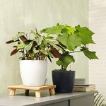 LECHUZA Jardinière Classico Color 28 ALL-IN-ONE Blanc brillant 13190