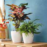 LECHUZA Jardinière Classico Color 28 ALL-IN-ONE Blanc brillant 13190