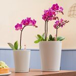 LECHUZA Jardinière MINI DELTINI ALL-IN-ONE Blanc