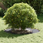 vidaXL adapté pour anneau d'arbre plat Anthracite Ø40 / 70 cm Acier