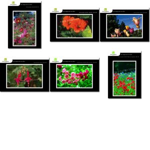 Lot de 6 cartes postales - fleurs 2 - photos frédéric engel