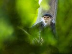 SMARTBOX - Coffret Cadeau Séjour au ZooParc de Beauval 2026: entrées 2 adulte (2 journées) et 1 nuit à proximité -  Multi-thèmes