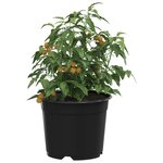 vidaXL Pot à fleurs 100 Pièces Noir Ø 15 x 12 5 cm Plastique