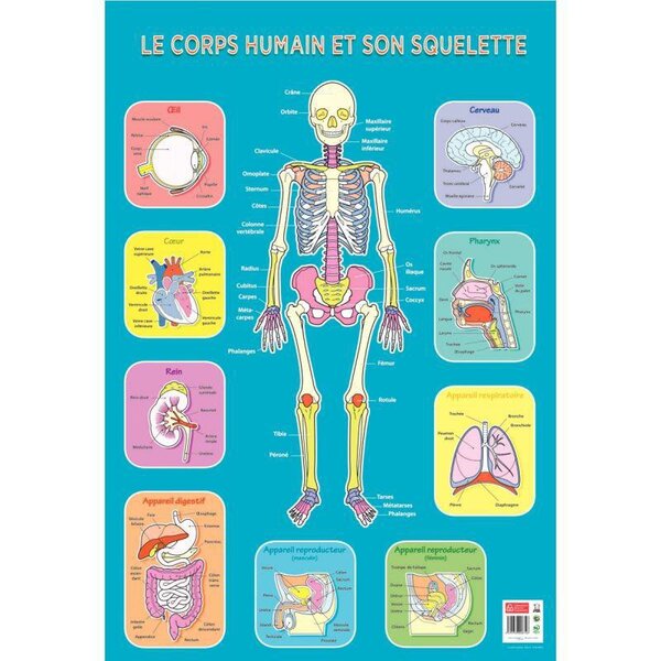 Poster le squelette 76 x 52 cm
