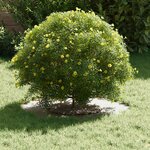 vidaXL adapté pour anneaux d'arbre plats 5 Pièces Blanc Ø30 / 60 cm Acier