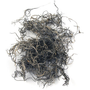 Mousse de jungle Nature 20 g