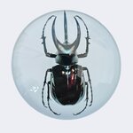 ATLAS BEETLE 2 Once Argent Monnaie 2 Guards Truth Guard 2024