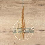 Tige de Glaïeul en bois 20 cm