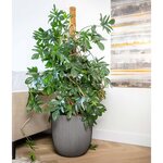 Capi Jardinière Groove 43x41 cm anthracite