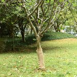 vidaXL Rouleau de jute 0 5x25 m 100   jute 200 g/m²