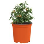 vidaXL Pot à fleurs 50 Pièces Céramique Ø 15 x 13 cm Plastique