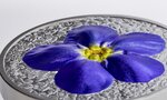 FORGET ME NOT Flowers and Leaves 1 Once Argent Monnaie 10 Dollars Palau 2023