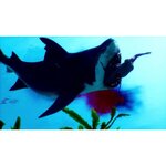 MANEATER Jeu Xbox Series X