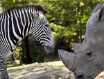 SMARTBOX - Coffret Cadeau ZooParc de Beauval 2027 : entrées 2 adulte et 1 enfant (1 journée) -  Multi-thèmes