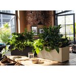 LECHUZA Jardinière BALCONERA Stone 50 ALL-IN-ONE Beige