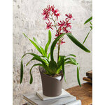 LECHUZA Jardinière ORCHIDEA ALL-IN-ONE diamètre 18 cm taupe