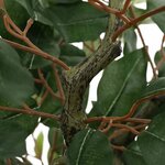 vidaXL Ficus artificiel 756 feuilles 170 cm vert