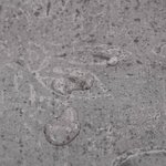 vidaXL Dalles de plancher PVC autoadhésif 5 21 m² 2 mm marron ciment