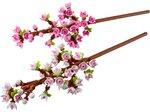LEGO Botanicals - Fleurs de Cerisier - Kit de Création 40725
